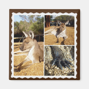 Imã A Colagem de Imagens do Kangaroo, Magnet