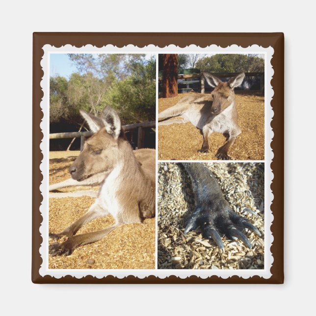 Imã A Colagem de Imagens do Kangaroo, Magnet (Frente)