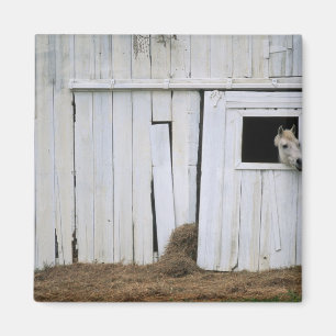 Imã A colagem do cavalo dirige para fora a janela do