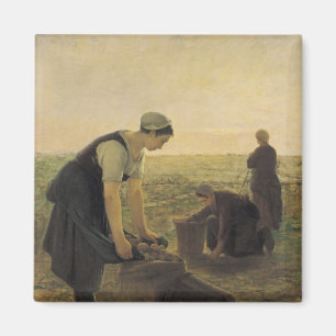 Imã A colheita da batata