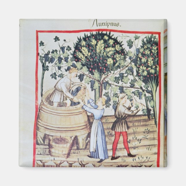Imã A Colheita de Uvas, 13 (Frente)