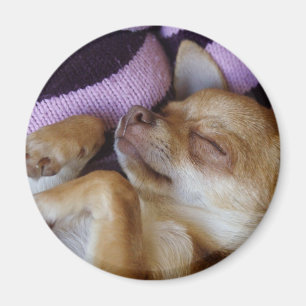 Imã A dormir Chihuahua