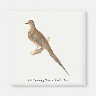 Imã A Dove de Luto (Carolina Turtle Dove) NY Aves