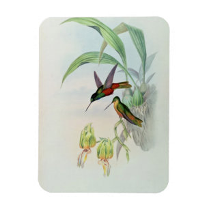 Ímã A estrela de Bonaparte fronteou o colibri