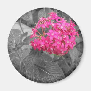 Imã A flor cor-de-rosa