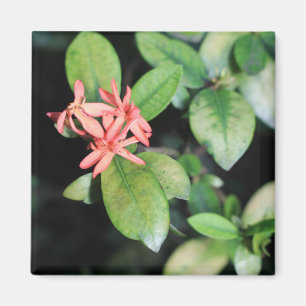 Imã A flor coral exótica tropical, Kew jardina ímã