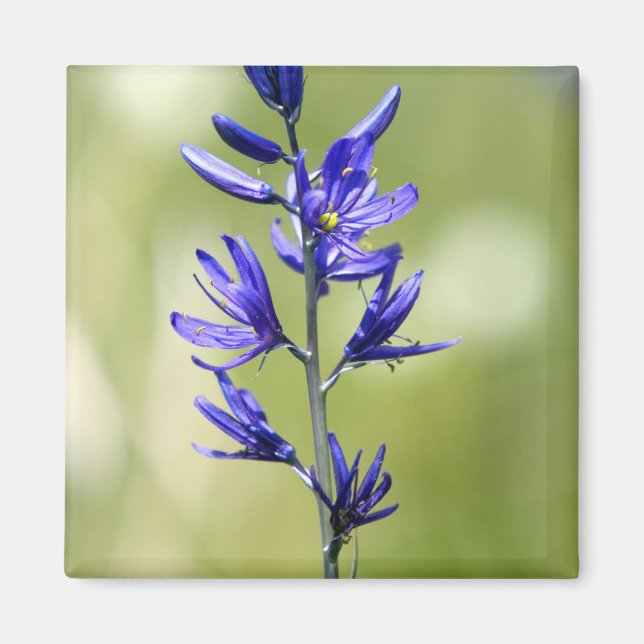 Imã A flor de um lírio de camas no Condado de Valley. (Frente)