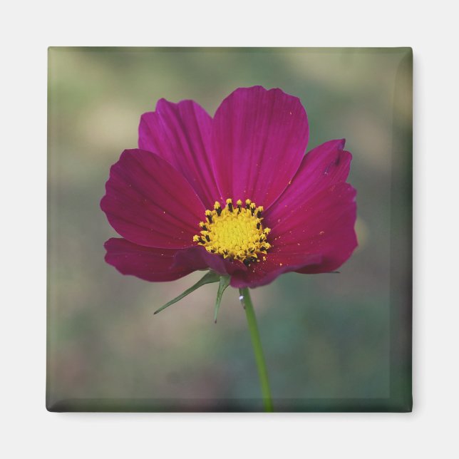 Imã A flor perfeita da irmã (Frente)