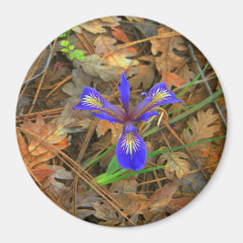 Imã A flor selvagem da Íris...