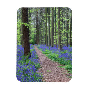 Ímã A floresta de Halle   Halle, Bélgica