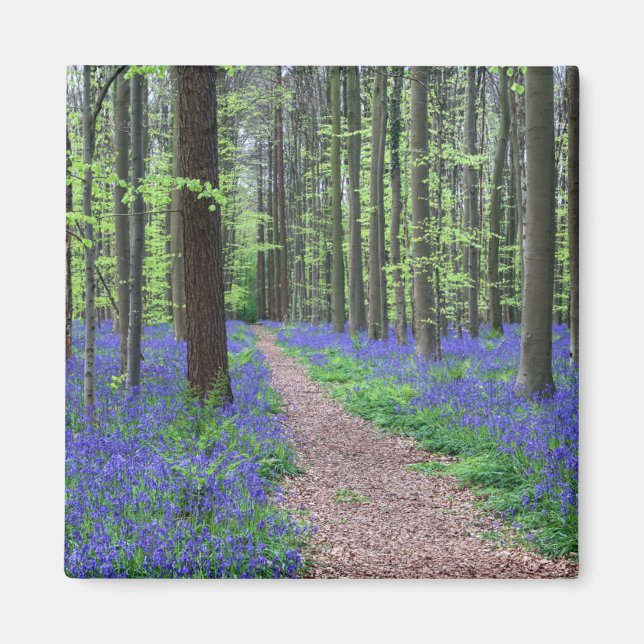 Imã A Floresta de Halle | Halle, Bélgica (Frente)