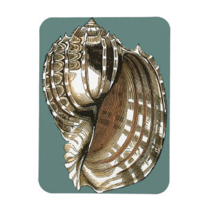 Ímã A Joia do Oceano