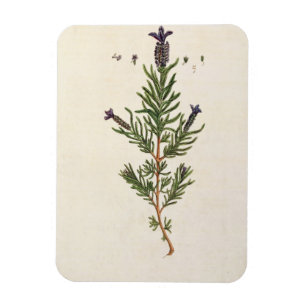 Ímã A lavanda francesa, chapeia 241 'de um Herbal