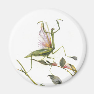 IMÃ A LOUVA-A-DEUS PRAYING