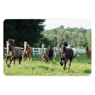 Ímã A manada e o Herdmaster