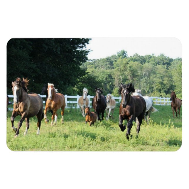 Ímã A manada e o Herdmaster (Horizontal)