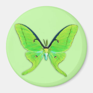 Imã A mariposa Luna sobre fundo verde pálido