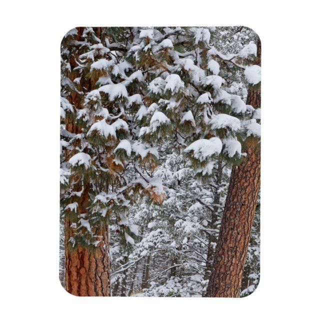 Ímã A neve enche os galhos das árvores de pinheiro pon (Vertical)