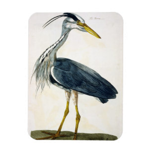Ímã A placa da garça-real (Ardea cinerea) 'dos