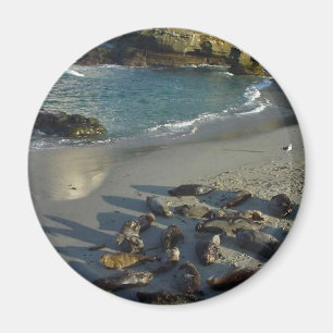 Imã A praia da angra de La Jolla acena selos de areia