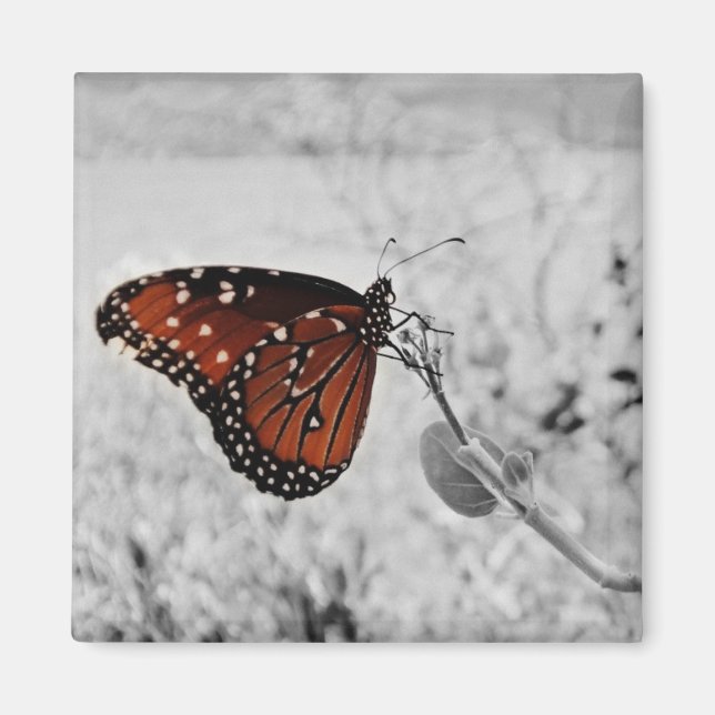 Imã A senhora no lago (Frente)