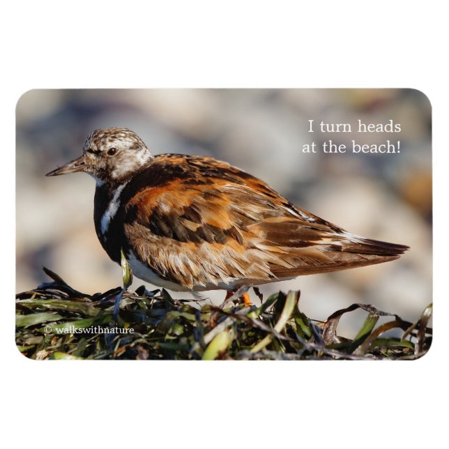 Ímã A Showstop Ruddy Turnstone (Horizontal)