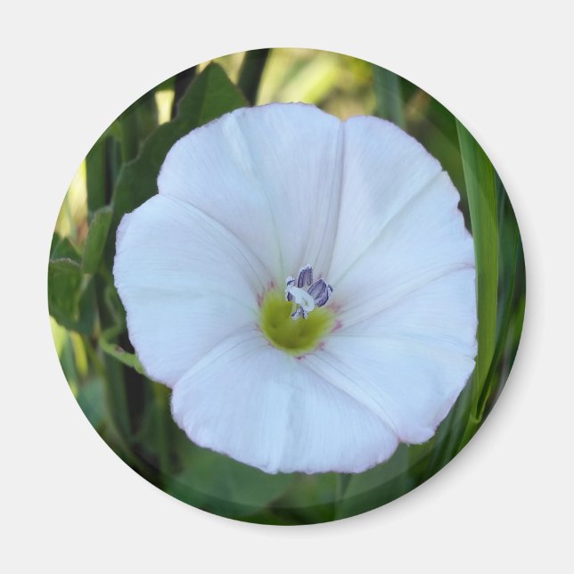 Imã à sombra (Frente)