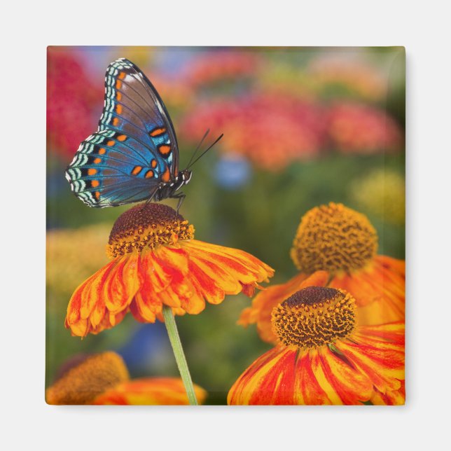 Imã A Spicebush Swallowtail, Papilio troilus (Frente)
