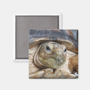 Imã A Tartaruga Afro-Rupida, Sulcata, Enfrentada