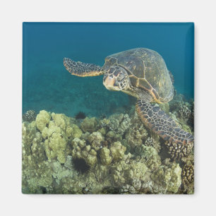 Imã A Tartaruga Marinha Verde, (Chelonia mydas), é a 2