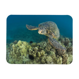 Ímã A Tartaruga Verde, (Chelonia mydas), é a 2