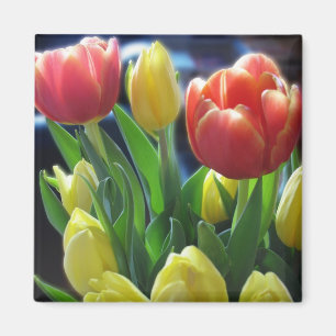 Imã A tulipa vermelha & amarela romântica floresce a