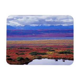 Ímã A tundra do Parque Nacional Denali no final