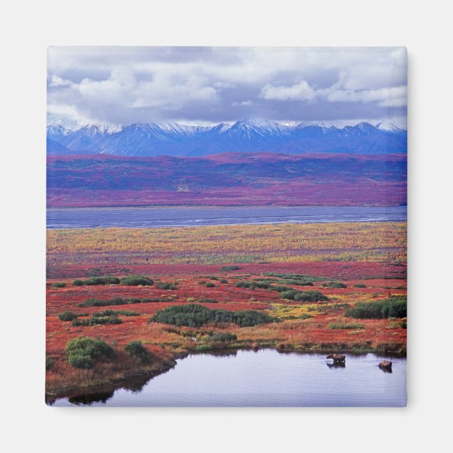 Imã A tundra do Parque Nacional Denali no final (Frente)