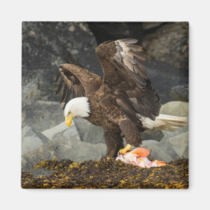 Imã A Última Águia Bald