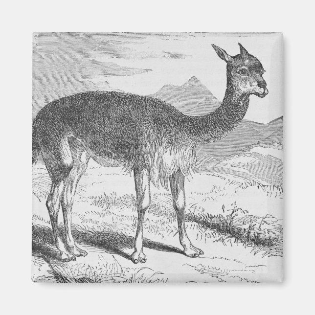 Imã A Vicuna do Rio de Azufre (Frente)