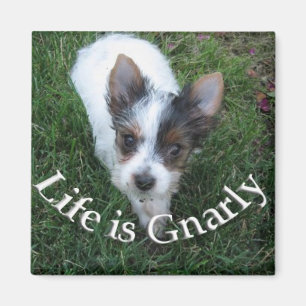 Imã A vida é Gnarly