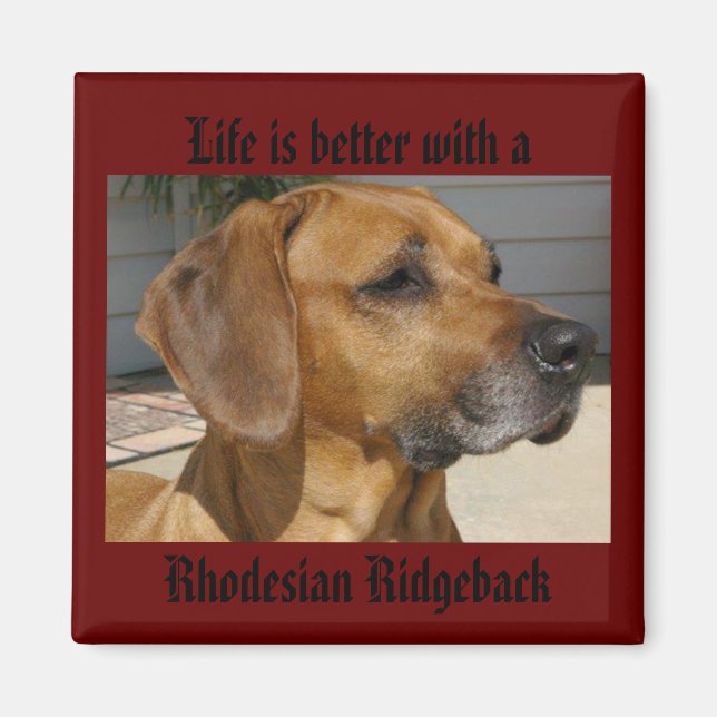 Imã A vida é melhor com um RIDGEBACK MAGNET RHODESIAN (Frente)