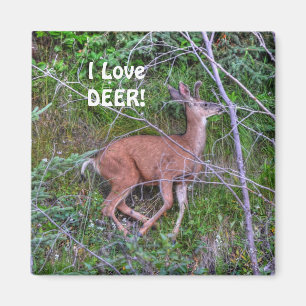 Imã A vida selvagem dos veados para amantes do exterio