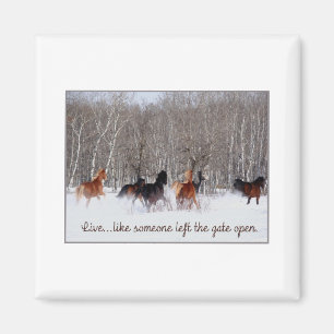 Imã A vida viva ..... como alguém saiu da porta