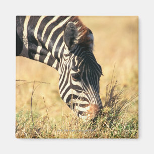 Imã A zebra 2 de Burchell