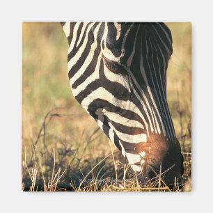 Imã A zebra de Burchell
