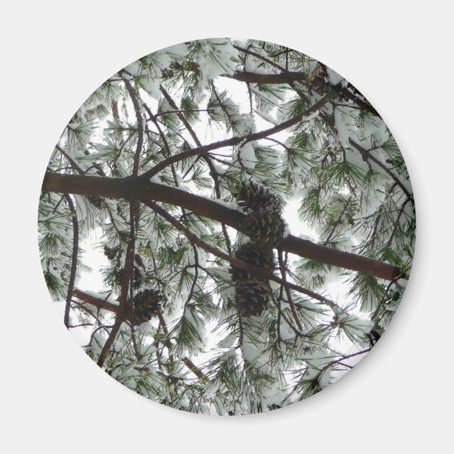 Imã Abaixo da neve coberta pela árvore de pinheiro Fot (Frente)