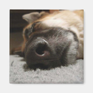 Imã Abby Sleing German shepherd Magnet
