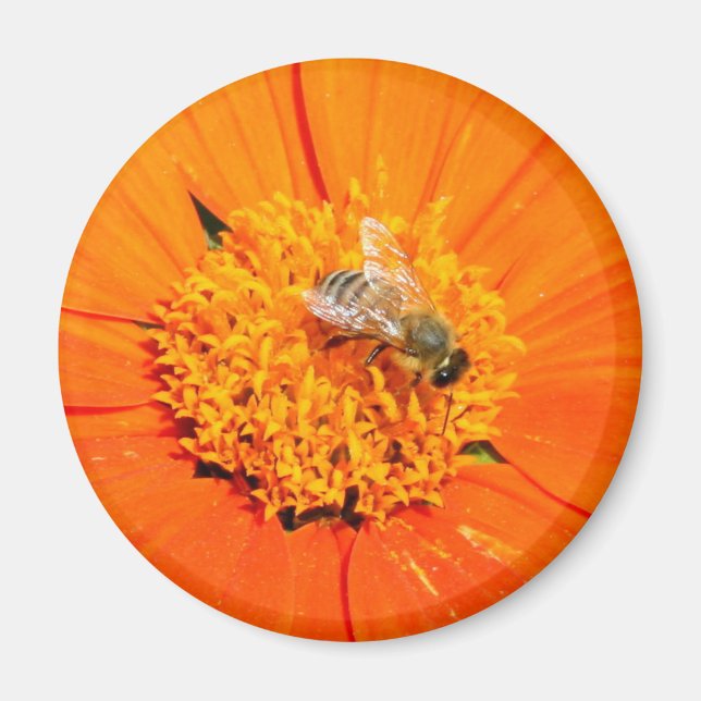 Imã abelha de mel em ímã laranja (Frente)