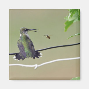Imã Abelha do colibri & do mel