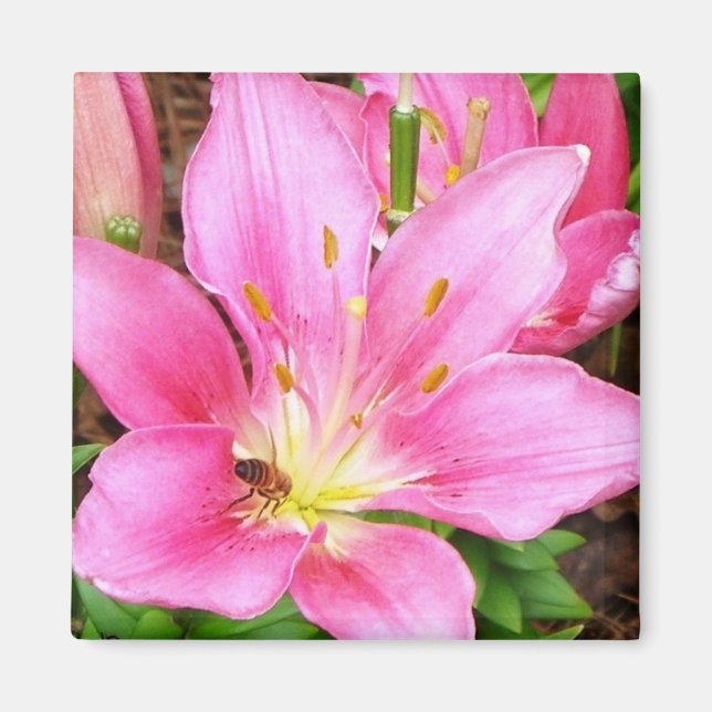 Imã Abelha em Lilly (Frente)