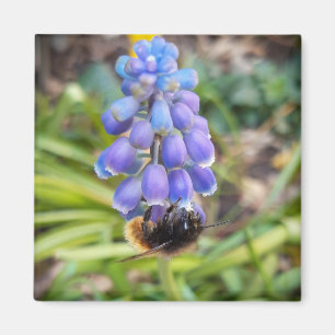 Imã Abelha em Muscari Armeniacum , Grape Hyacinth