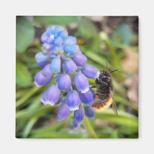Imã Abelha em Muscari Armeniacum , Grape Hyacinth