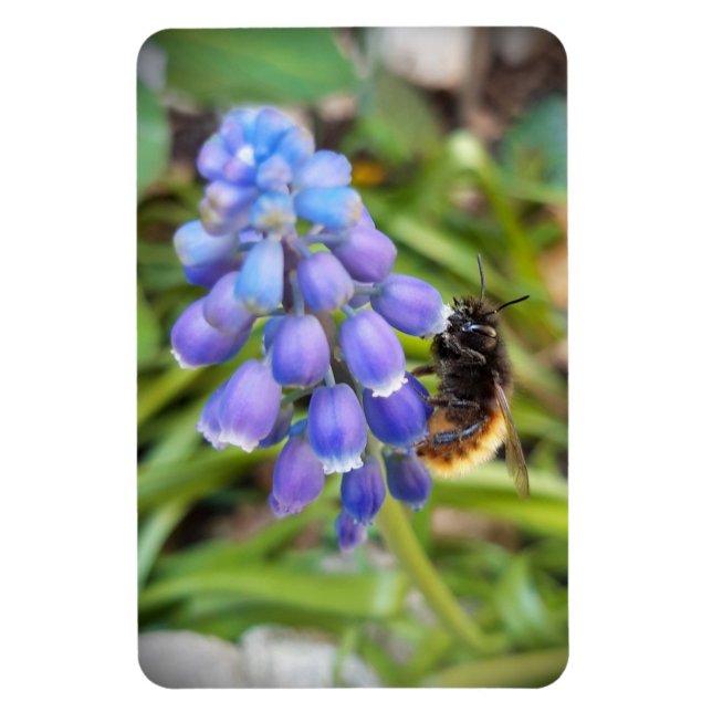 Ímã Abelha em Muscari Armeniacum , Grape Hyacinth (Vertical)